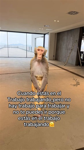 #Meme #MemeCut#eneltrabajotrabajando#fypシ゚ | cuando estas en el trabajo pero no hay trabajo