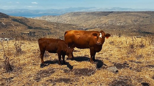 RED HEIFER UPDATE: AUGUST 2020/AV 5780 Rabbi Azaria Ariel, who is leading the Temple Institute's efforts to raise a red heifer for the performance of the commandment of producing the purifying ashes of the red heifer, recently inspected the current red heifer candidates and shared their status. Of the two more mature candidates, one is still very viable, as Rabbi Azaria explains, despite currently having a few hairs which aren't sufficiently red, as required by halacha (Jewish law). Two new cand