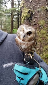 Tito, a Northern Saw-whet Owl and Raptor-in-Residence here at the Alaska Raptor Center, is our smallest resident, weighing only 84 grams! Northern Saw-whet Owls are small, nocturnal, and can be difficult to spot. During the day, they roost in dense vegetation, typically just above eye level and near the trunk in evergreen trees. | Alaska Raptor Center