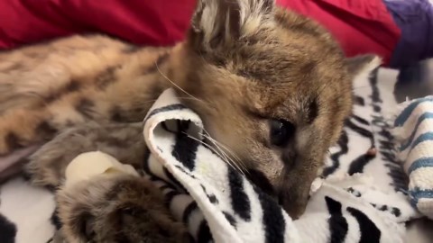 Rescued mountain lion cub Clover is making good progress