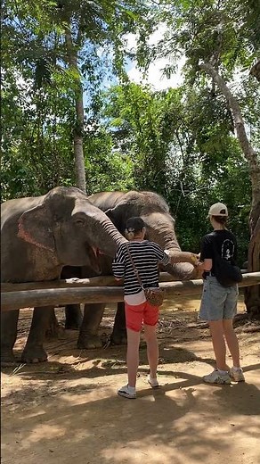 Daily elephant feeding moments_Elephant care and behavior insights_Visitor experiences and reactions