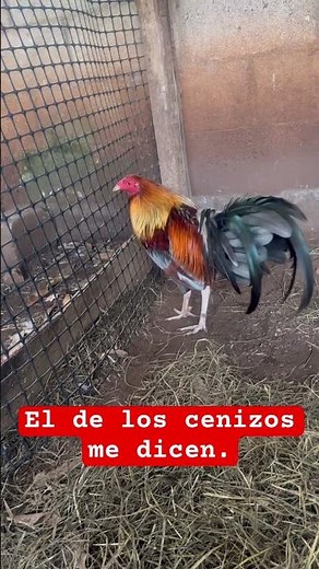 Gallo asil cenizo hatch sweater #asil #hatch #sweater #galloasil #gallo #gallofino #rooster #birds