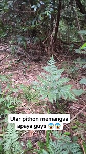 Kira"apaya yang di mangsa ular pithon 😱 | Papadom Kandou