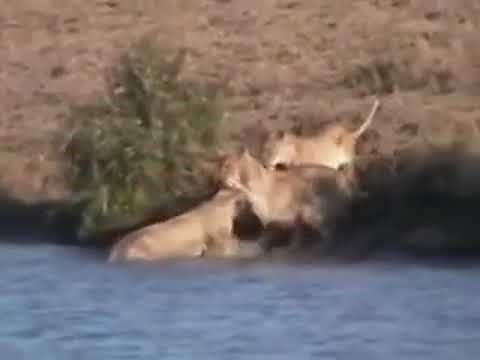 Battle at Kruger