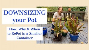 Downsizing your pot: How, when & why to repot into a smaller pot