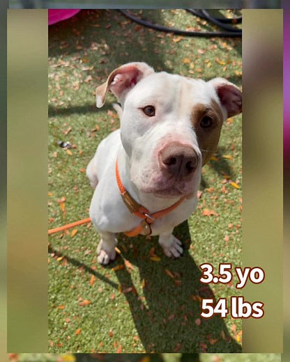 Flash has been let down most of his life. He is still the sweetest, most trusting boy please come and meet him this week at Genesee County Animal Control, 4351 Pasadena, Flint, Michigan. ￼ | Genesee County Animal Shelter Dogs and Cats