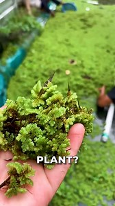 Azolla: The Plant That Can Make You Money 💰🌱 Did you know there’s a plant that doubles in size every 48 hours and can be sold for up to $10 per kilogram? Meet Azolla, also known as mosquito fern, is a genus of aquatic ferns that float on water and form mats and one of the fastest-growing plants on Earth and a high-demand superfood for chickens, pigs, cows, and even fish! With just one initial batch, you can grow an unlimited supply—no expensive fertilizers or complicated farming needed. This l