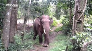 A wild male elephant in Yunnan Province attacked 15 cars that were parked on the road on Friday. The rampage continued for 20 minutes as the elephant broke windows and smashed the roof of those cars. A police officer on duty shot this video as he was trying to deal with the situation. | CGTN