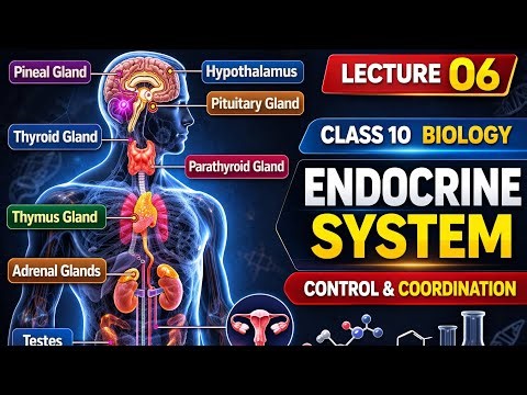 Human Endocrine System (All Glands & Hormones) | Class 10th Control and Coordination | Lecture 06
