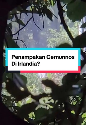 Konon, jauh sebelum manusia membagi hutan dengan batas dan peta, bangsa Celtic percaya ada penjaga suci hutan… Ia dikenal sebagai Rusa Putih bertubuh manusia. Tubuhnya pucat seperti kabut pagi, matanya bercahaya lembut, dan tanduknya dipercaya tumbuh dari roh para leluhur. Makhluk ini tidak memangsa, tidak menyerang, namun muncul hanya ketika hutan berada dalam bahaya. Dalam kepercayaan Celtic kuno, melihat rusa putih berarti gerbang dunia roh sedang terbuka. Siapa yang berniat buruk akan terses
