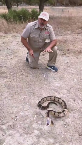 Rare viper shows why venomous snakes demand respect
