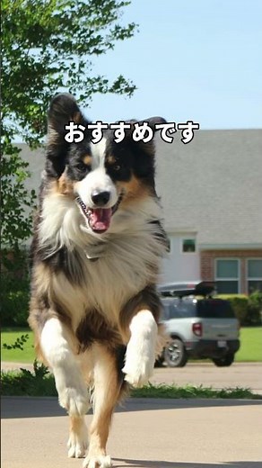 移動を快適に！愛犬の車酔い対処法3選#ディアワンコート #ペット可 #ペット可賃貸 #犬のいる生活 #犬の豆知識