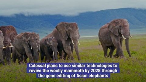 Scientists Claim They've Brought The Dire Wolf Back From Extinction