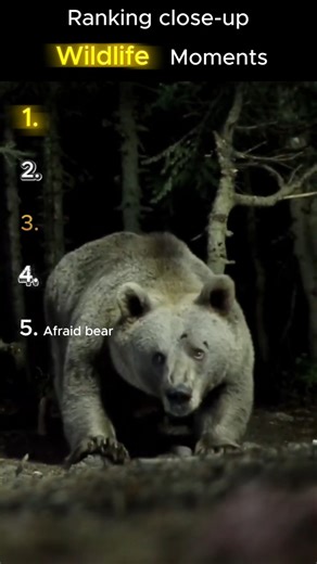 Top 5 Most Shocking Animal Close-Ups