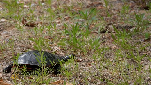 Turtle Patrols Beachline Soil Evaluating Nest Conditions - 7-3-2025 158