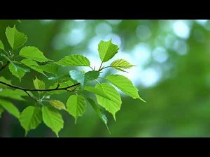 Healing Meditation Music to Calm the Mind 🎧 Relieves Stress, and Promotes Deep Relaxation.