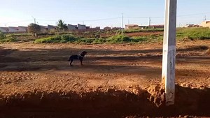 Cadê meus donos?? Está há 3 dias nessas imediações: Rua João Pedro Lucidorio número 2312 bairro gren ville, e o mais incrível é que até agora ngm está procurando ela, pelo menos pelas redes sociais. Ajudem compartilhando por favor. Mais informações: 55 69 9229-0898 | Grupo de Proteção Amparo Animal