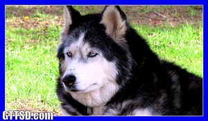 Oakley the Husky GOES BONKERS! Original Video here: https://youtu.be/k-tHxSZVDJ8 | Gone to the Snow Dogs