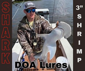 DOA Lures catch everything! DOALures.com #doalures #sharks #shrimp #inshorefishing | DOA Lures