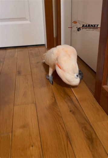 Curious Cockatoo Discovers a Mystery Behind a Door
