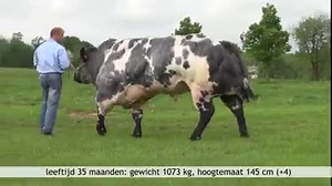 1.9K views · 47 reactions | A Belgian Blue bull for you Attribuit (AFF)? Check him out! | Progressive Genetics | Facebook