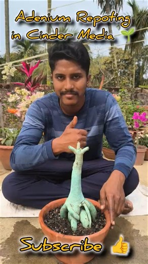 Adenium Repoting in Cinder Media 🌱🌿☘️🍀 #youtubeshorts #ytshorts #gardening #shortvideo #adenium