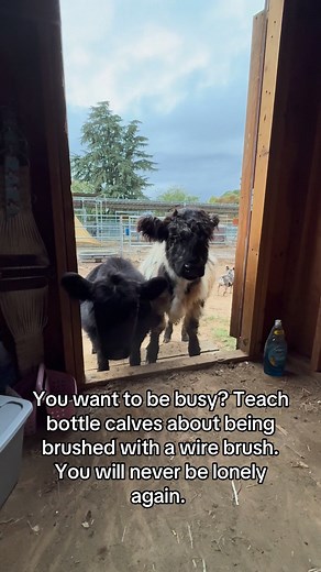 My babies are so beautiful and so gentle. What a blessing. | Bronco Barn Mini Cattle