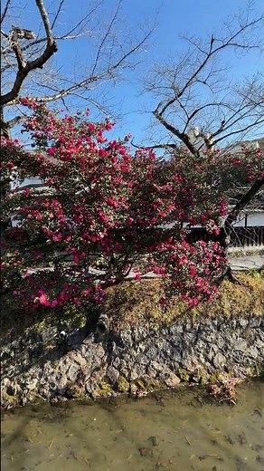 哲学の道【山茶花（サザンカ）】ツバキ科ツバキ属の常緑広葉樹の小高木、花の少ない晩秋から冬にかけて開花する日本固有の植物（2026年1月12日）
