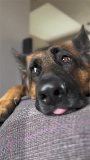 Things no one tells you about getting a human! German shepherd guide 🤣🤣🤣 #germanshepherd #gsd #germanshepherdlonghair #germanshepherdpuppy #germanshepherdsofinstagram #germanshepherddog #gsd #gsdpuppy #gsdlove #gsdlife #gsdnation #gsdofinstagram #gsdlover #dog #dogoftheday #dogsofinstagram #doglover #doglovers #doglife #ilovemydog #instadog #dogstagram #dogmom #doggo #puppy #comedy #funny #lol #hilarious #lmao #trending | Rick O. Settle