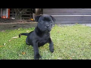 8 week old Staffy Puppy