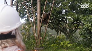 It’s the AMAZING NEWS you’ve all been waiting for! Our orangutan trio have returned to an incredible brand-spanking new home at Auckland Zoo! As many of you know, for the last two years we’ve been undergoing the biggest and most complex redevelopment in our near 100-year history to create our new South East Asia Jungle Track. The first stage of our #FutureZoo is the creation of a world-leading facility for our orangutans and siamang to enjoy – and when we say world class, we mean it! In order to