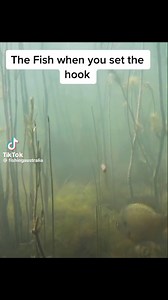 The fish when you set the hook . #fishing #Memes #funnyvideo | Malik Joyner