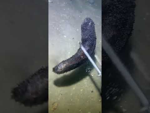 Unbelievable! Rare Underwater Species Caught on Camera for the First Time!