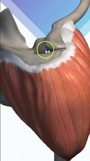 Anatomy of the Deltoid Muscle: Shoulder Explained Step by Step