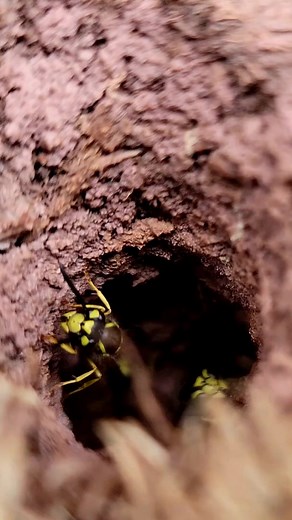 Massive Yellow Jacket Nest Discovered with 5,000 Wasps