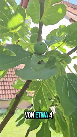 Feigen in Deutschland 🍇🌿 | Winterharte Sorten & Tipps für den Garten
