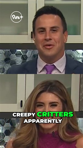 Hercules beetle: a gentle giant