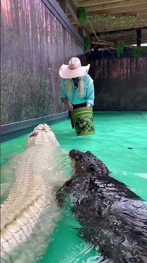 Feeding A Gigantic White Alligator‼️ #gatorland #florida #alligators