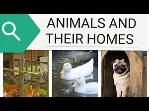 Animals and their homes | Home of Animals |Where do Animals live? | Animal homes |Animal habitats|