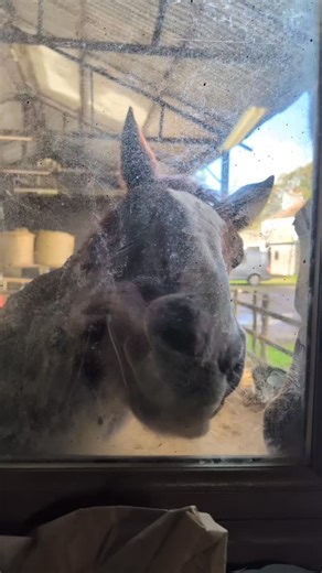 Maggie's Voice | Maggie's Voice Drive Thru on action for Ochre and Freddie ❤️🥕 | Instagram