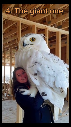 Top 5 best owl moments. #short