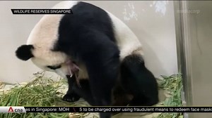 Singapore’s first giant panda cub is born to Jia Jia and Kai Kai
