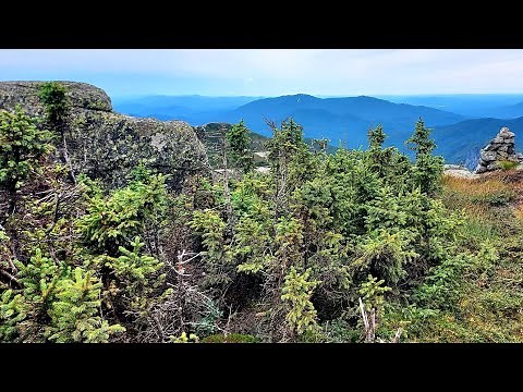 Red Spruce and Black Spruce