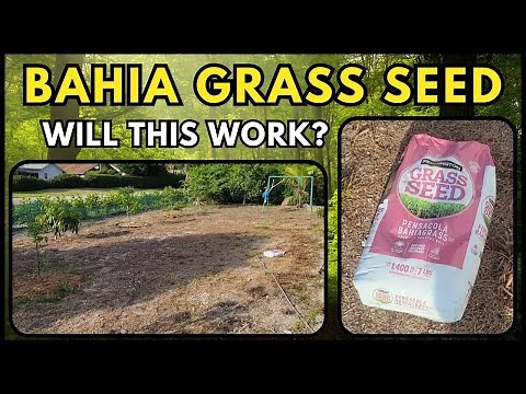 Trying To Fix My Lawn With Bahia Grass Seed