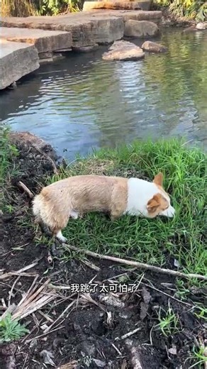 Corgi's Unusual Swimming Adventure