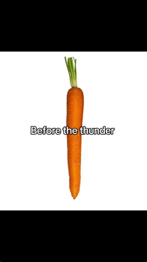 Creative Carrot Cat Adventures