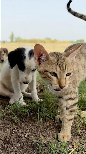 Super Cute Puppy and Kitten Moments 💕 | Heart-Melting Animal Love
