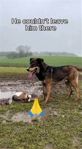This Dog's Bond With the Goat Saved His Life #AnimalHeroes #Friendship #Heartwarming