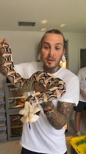 #gaboonviper #viper #reptiles #foryoupage #foryou #fyp #snakes #tattoos #ink #tattooartist #venomous #danger