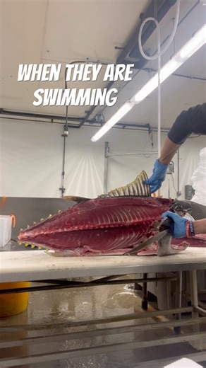 Dorsal fin! #dorsal #tuna #finsup #finedining #tutorial #deepdives #hardtokill #fishing #fishfacts